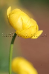 yellow poppy