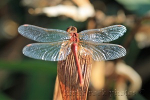 dragonfly 6