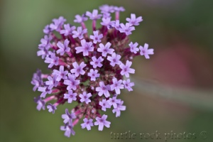 tiny purple flowers